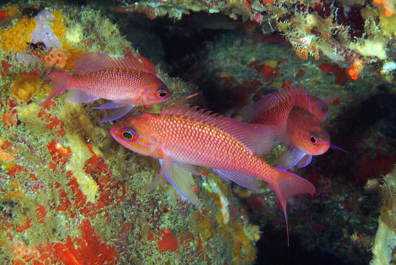 Anthias anthias